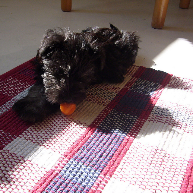 ['A small black dog laying on top of a rug. ', ' A dog with a tennis ball in his mouth on a rug ', ' A small black dog is playing with an orange ball on a mat. ', ' a dog that is sitting on a rug with an apple ', ' A black terrier is chewing something on a plaid rug.']