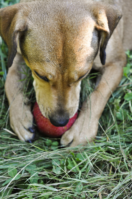 ['A large brown dog eating a red ball. ', ' A dog in the grass playing with a red ball. ', " A dog has it's paws around an apple. ", ' a dog with a ball outside in the grass ', ' A puppy clutching a ball with his paws and mouth']
